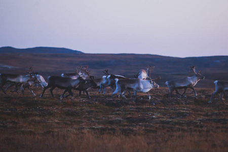 挪威 Finnmark 县 Nordkapp 附近的驯鹿驯鹿牧区放牧和过马路