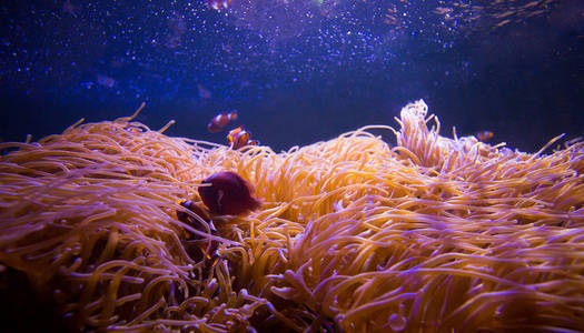 海洋中的海葵和小丑鱼在海洋水族馆