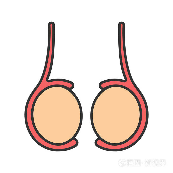 睾丸.雄性生殖腺.孤立向量插图插画-正版商用图片04wq6n-摄图新视界