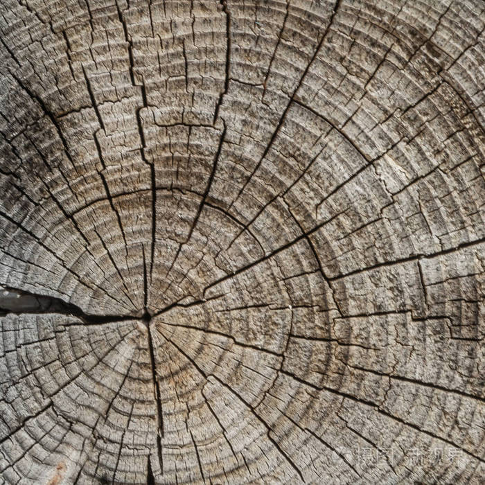 树的横向切割的表面同心纹理的木材有很多裂缝木制瓷砖方形形状