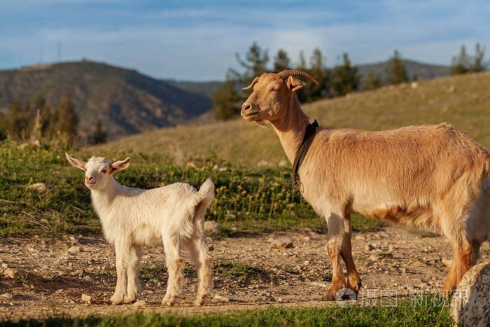 山羊妈妈和她的孩子