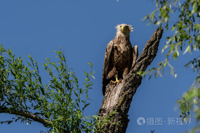白色尾鹰吼海albicilla最大的老鹰在多瑙河三角洲