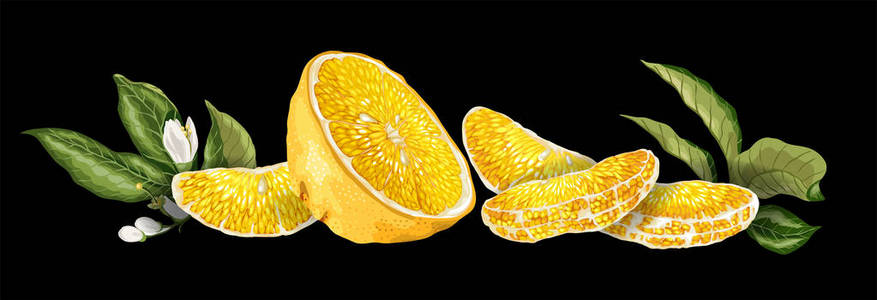 Horisontal 水果装饰线与橙果半, 叶, 花和 sllices 在现实的图形设计矢量图画在黑色背景下制作