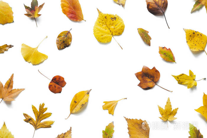 秋季背景与五颜六色 枫树, 桦木, 椴树, 银杏 在白色背景的叶子。复制空间