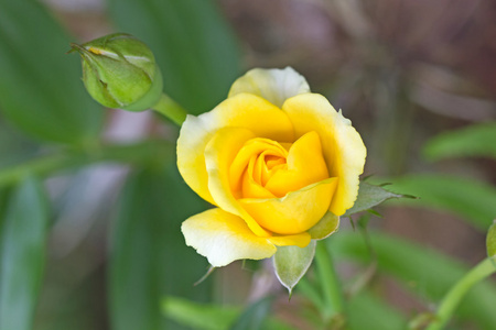 黄色玫瑰花朵