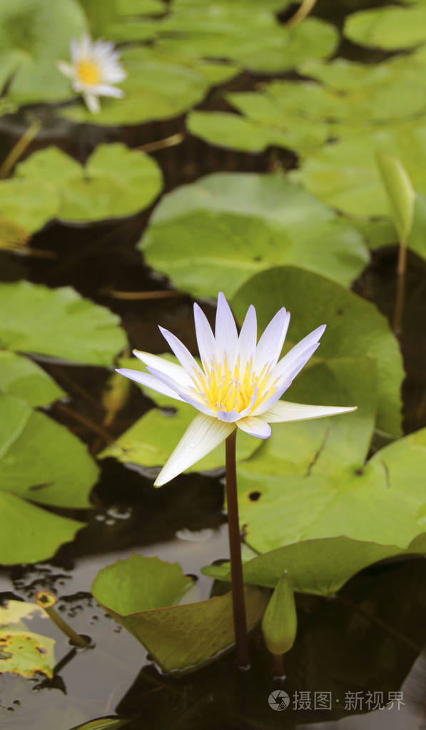 美丽盛开的水百合, 特写视图