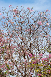 粉红色的喇叭花，有天空和柔软的云。 tabbuia rosea tre