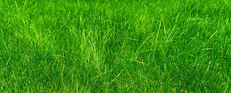 阳光明媚的日子, 草地上的青草