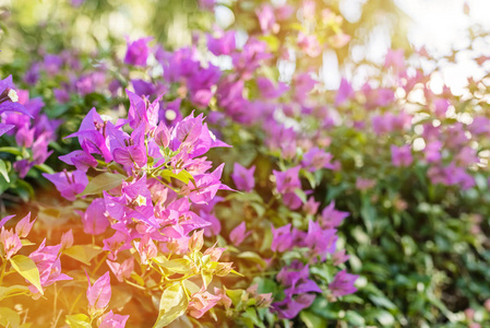 紫色的叶子花在室外