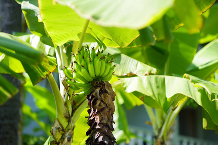 一群成熟青苹果香蕉香蕉树在大美国夏威夷岛上的照片