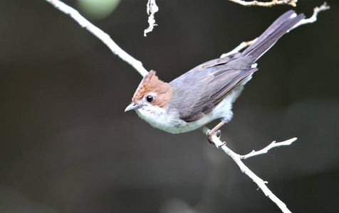 马来西亚婆罗洲板栗冠 Yuhina Yuhina everetti