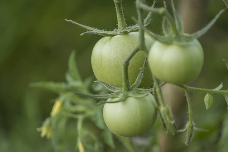 绿色模糊背景下的绿色 tomataoes