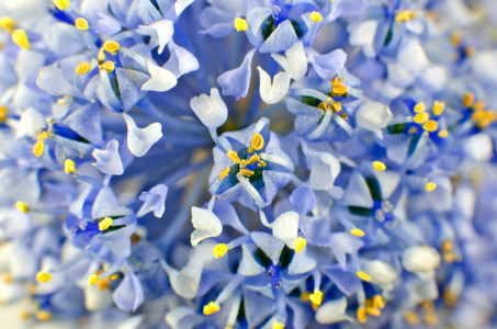 ceanothus 蓝色灌木花卉背景