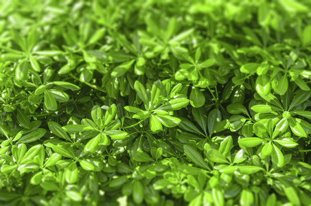 夏天午后阳光绿色植被特写阳光午后作为背景照片