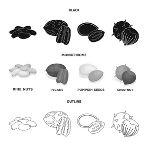 山核桃, 松仁, 南瓜籽, 板栗。不同种类的坚果集合图标在黑色, 单色, 轮廓样式矢量符号股票插画网站