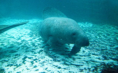 佛罗里达海牛也叫西印度海牛或海牛 Trichechus manatus 在咸水中游泳