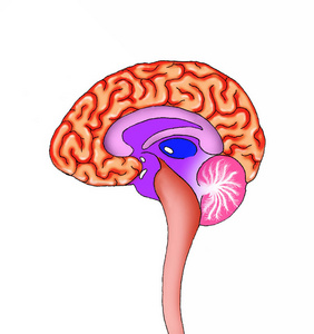 人脑脊髓球和小脑的脑部横断面