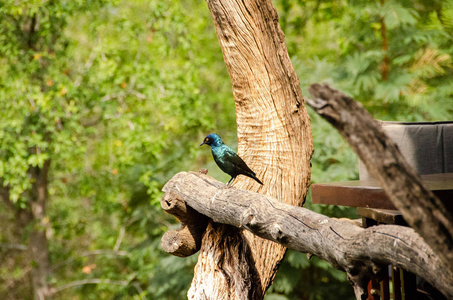 八哥, 更大的蓝耳有光泽的八哥, Lamprotornis chalybaeus, 野生动物保护区, 南非, 雀形目秩序, St