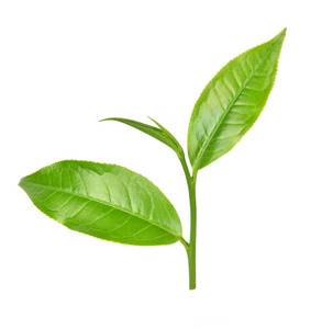 绿茶叶在白色背景上照片