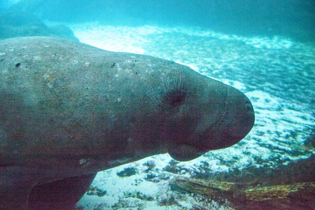 佛罗里达海牛也叫西印度海牛或海牛 Trichechus manatus 在咸水中游泳