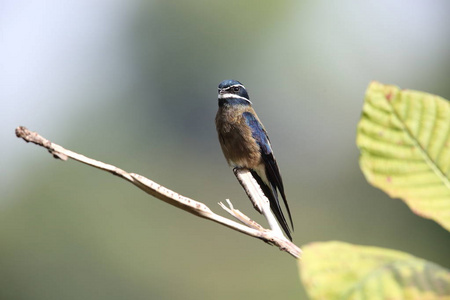 胡茬 treeswift Hemiprocne comata 在马来西亚婆罗洲，