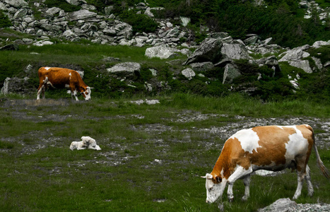 美丽的母牛在 Transfagarasan 瀑布附近的高山上的绿草上放牧。