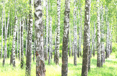 夏季白桦林中桦木树皮的白桦树