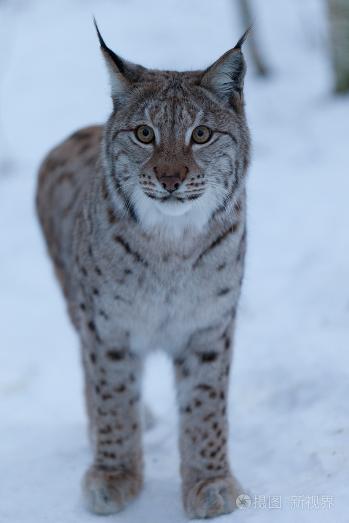 在雪中的猞猁
