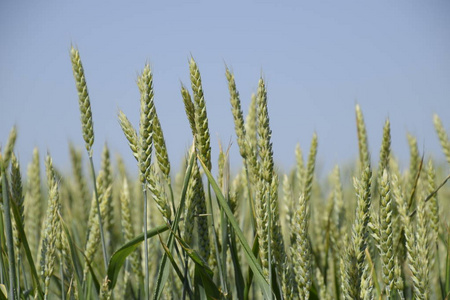 小穗的绿色小麦。田间成熟小麦