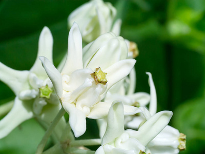 白色皇冠花或 Calotropis 柏的特写