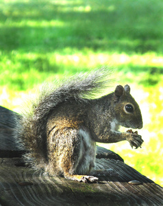 松鼠抱着杏仁在公园长椅上吃坚果