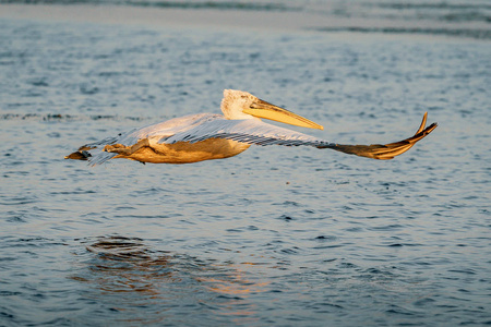 达尔马提亚鹈鹕 Pelecanus 基利司布 在日出时在多瑙河三角洲起飞
