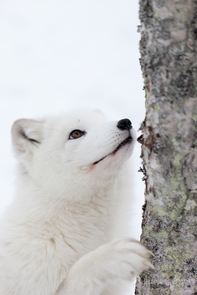 北极狐狸照片-正版商用图片04x6cz-摄图新视界