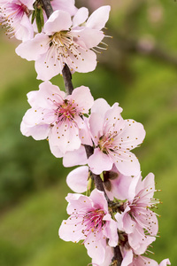 桃花树花