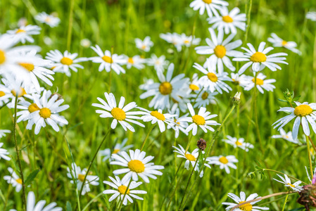 日光场上的菊花花