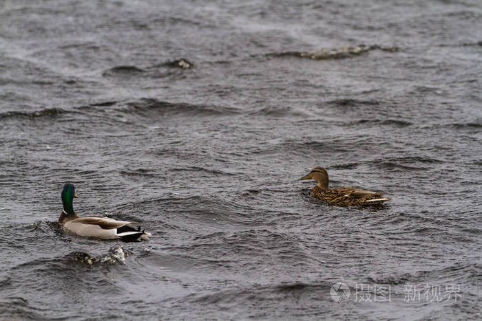 在暴风雨中与恶劣天气战斗的鸭子