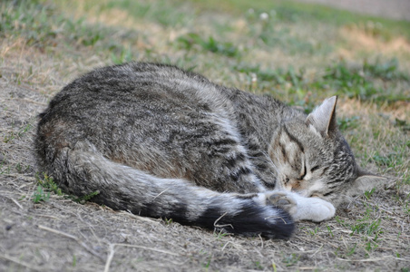 睡眠灰猫