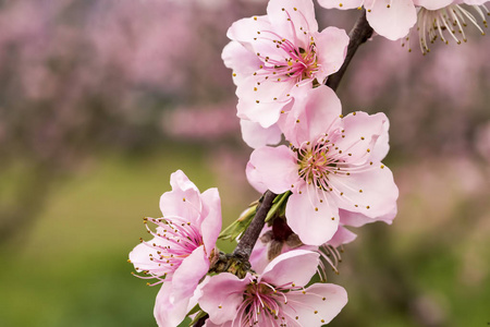 桃花树花