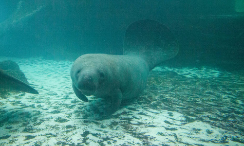 佛罗里达海牛也叫西印度海牛或海牛 Trichechus manatus 在咸水中游泳