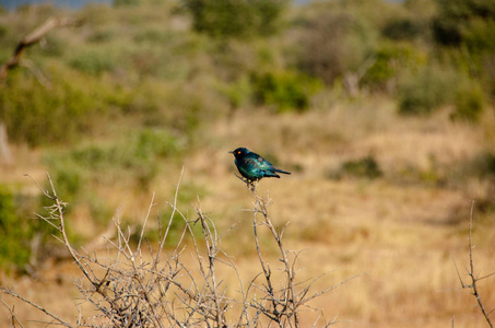 八哥, 更大的蓝耳有光泽的八哥, Lamprotornis chalybaeus, 野生动物保护区, 南非, 雀形目秩序, St