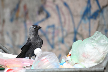 在垃圾堆上的鸟