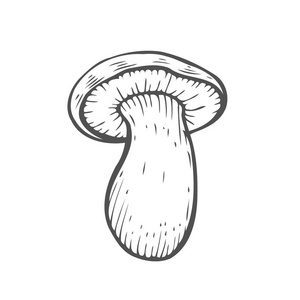 Mashroom 素描卡通矢量插画手绘插图