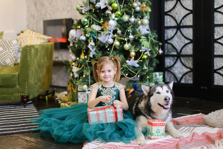 小女孩 sittling 与阿拉斯加和礼物在圣诞树附近