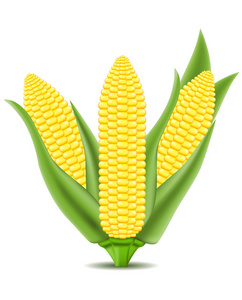 玉米图