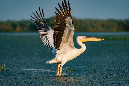 大白鹈鹕 (pelecanidae) 在日落时分飞翔照片