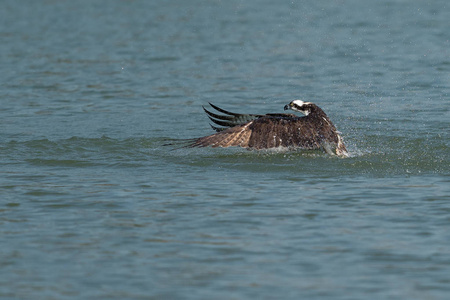 从湖里捉鱼的鱼鹰。俄勒冈州, 阿什兰, 夏天
