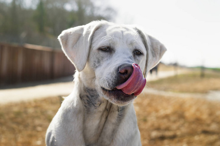 白色年轻拉布拉多猎犬犬狗看起来很漂亮