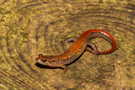 Blue Ridge Dusky SalamanderDesmognathus orestes