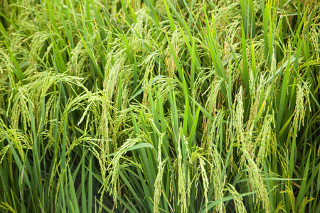 水稻和水稻字段