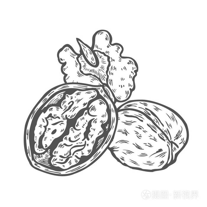 核桃套墨水素描的坚果手绘矢量图白色背景上的孤立复古风格